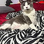 bed, blanket, cat, close_up, feline, fur, gray_and_white, household, indoor, paw, pet, pillow, portrait, red_sofa, relaxed, sitting, sofa, upholstery, whiskers, zebra_pattern