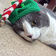 Eepy is registered to the contest to win money with this photo: animal, bell, cat, close_up, cute, domestic_animal, festive, floor, fur, gray_and_white, headwear, holiday, indoor, knitted_hat, lying_down, pet_carrier, relaxed, resting, sleepy, whiskers