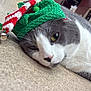 animal, bell, cat, close_up, cute, domestic_animal, festive, floor, fur, gray_and_white, headwear, holiday, indoor, knitted_hat, lying_down, pet_carrier, relaxed, resting, sleepy, whiskers