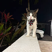Loki joined the competition — help win amazing prizes! cat, tie, night, outdoor, plant, car, ledge, white, fur, whiskers, ears, eyes, paws, animal, pet, star_wars, pattern, dark_background, confident, portrait