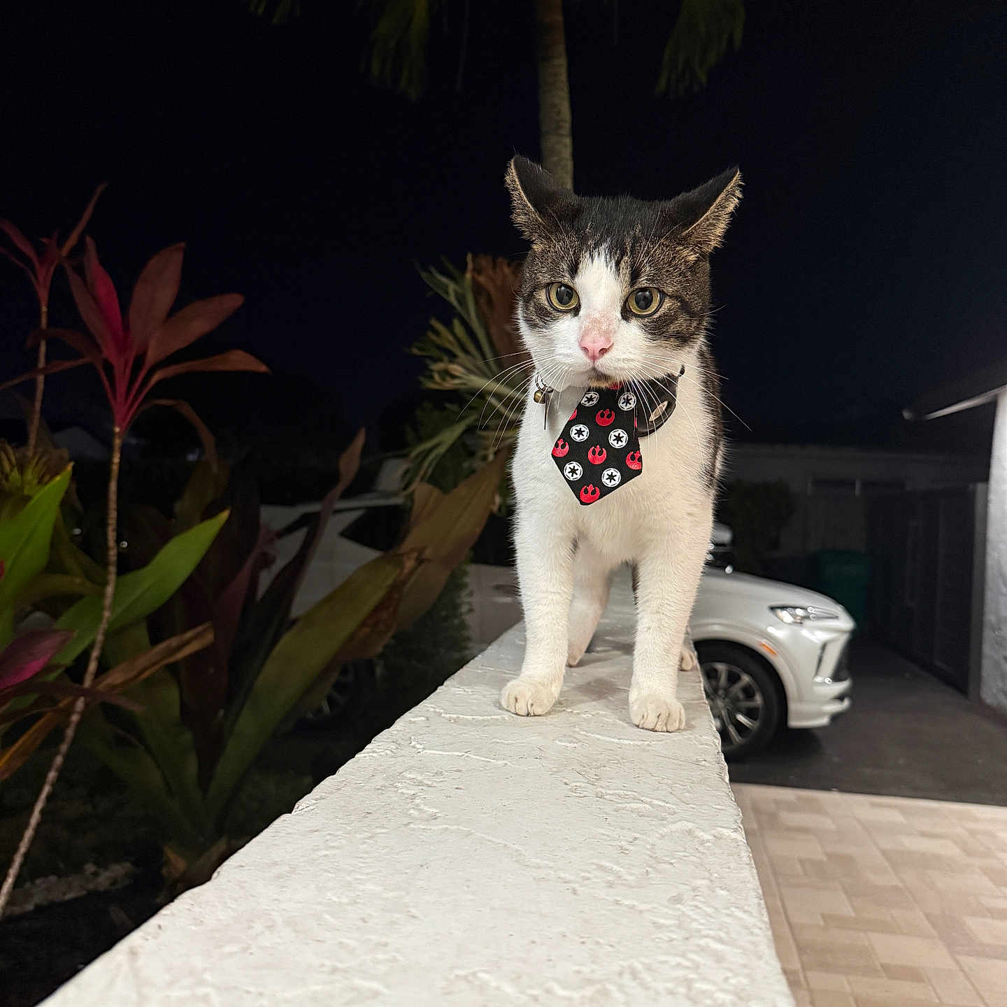 Loki joined the competition — help win amazing prizes! cat, tie, night, outdoor, plant, car, ledge, white, fur, whiskers, ears, eyes, paws, animal, pet, star_wars, pattern, dark_background, confident, portrait
