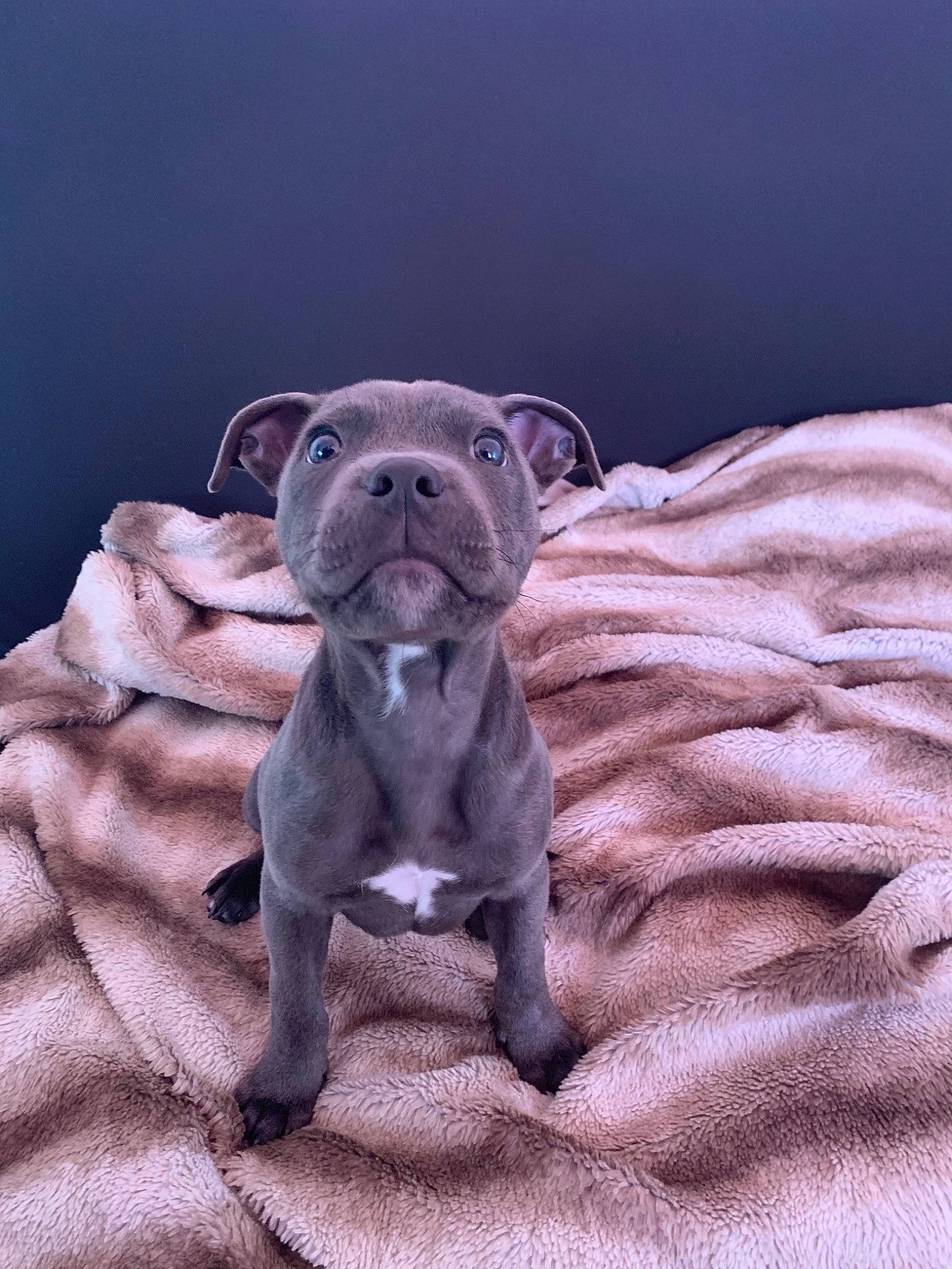 Reïko a rejoint le concours — aidez-le/la à gagner de superbes lots ! canidae, carnivore, comfort, companion_dog, dog, dog_breed, fawn, felidae, fur, liver, pug, snout, sporting_group, tail, terrestrial_animal, toy, toy_dog, whiskers, working_animal, wrinkle