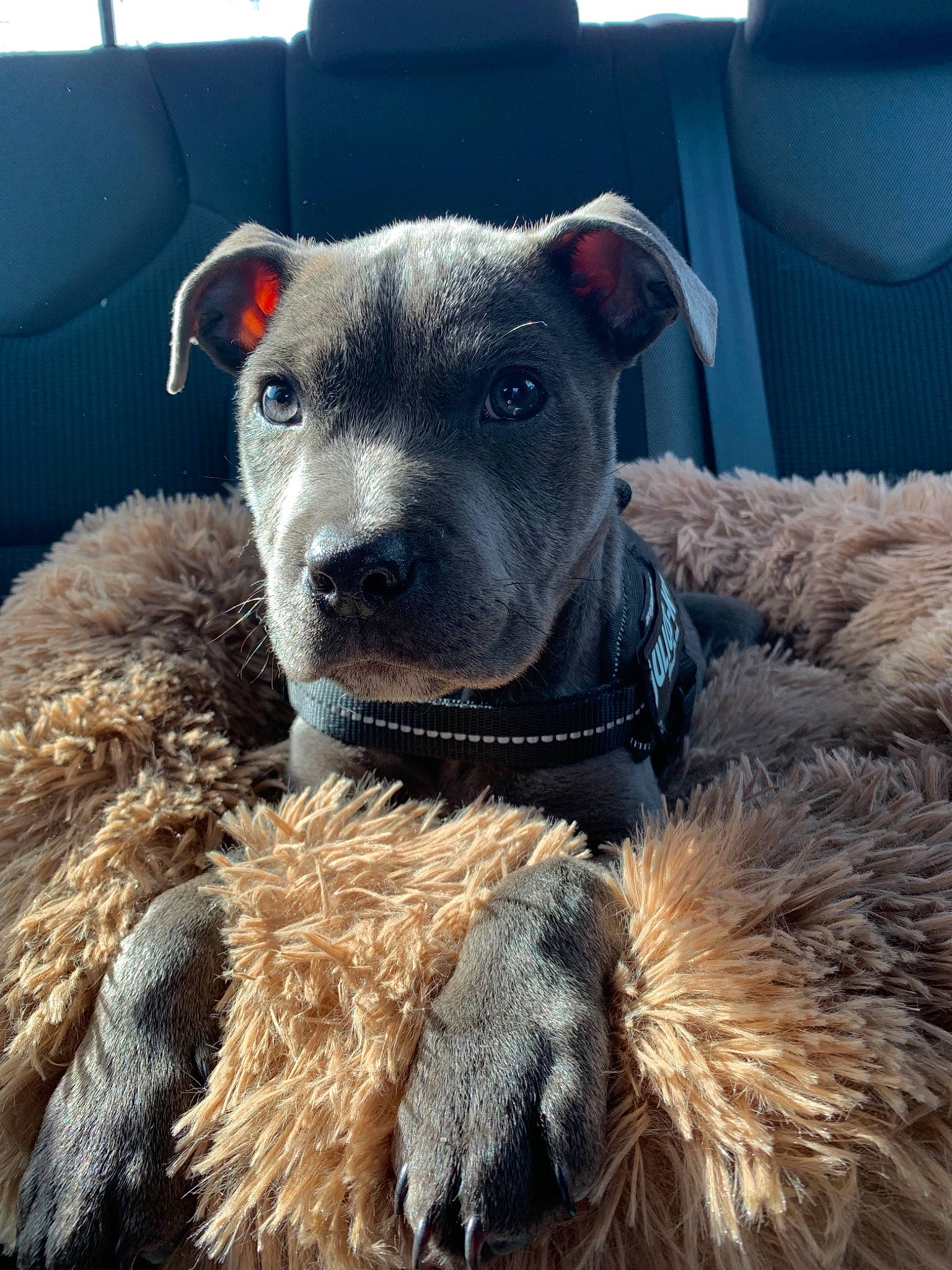 Reïko a rejoint le concours — aidez-le/la à gagner de superbes lots ! canidae, carnivore, chair, collar, companion_dog, dog, dog_breed, fawn, fur, natural_material, non_sporting_group, snout, sporting_group, terrestrial_animal, whiskers, working_animal