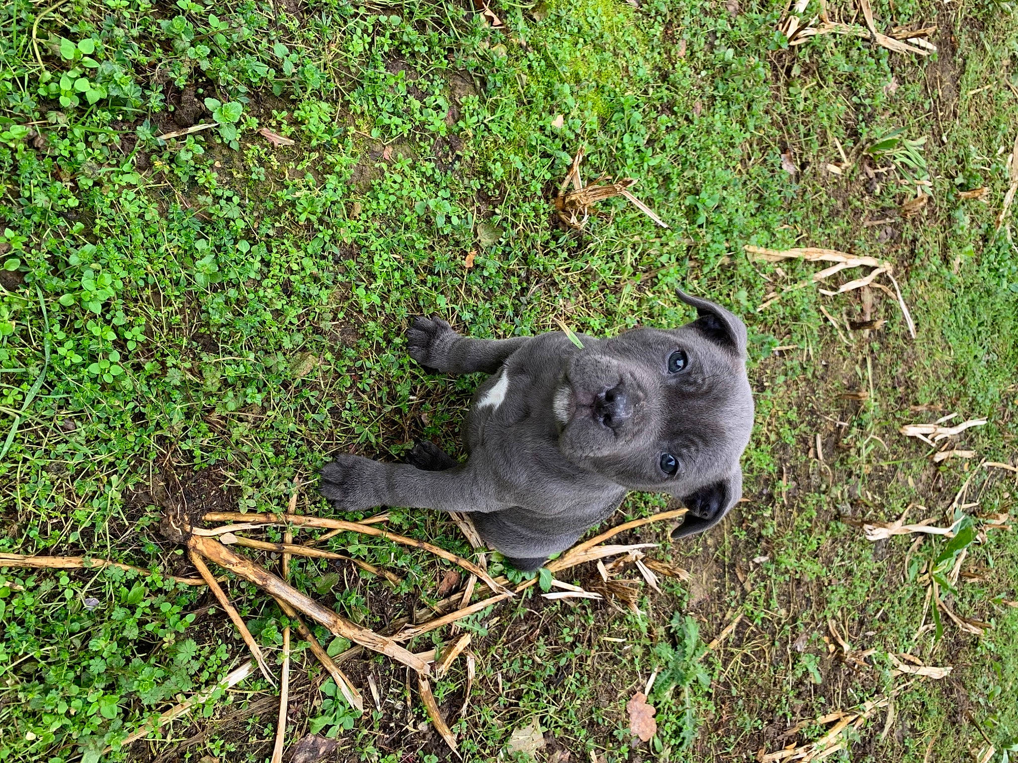 Reïko a rejoint le concours — aidez-le/la à gagner de superbes lots ! canidae, carnivore, dog_breed, felidae, fur, grass, groundcover, marsupial, plant, plant_community, snout, soil, sporting_group, terrestrial_animal, whiskers, working_animal