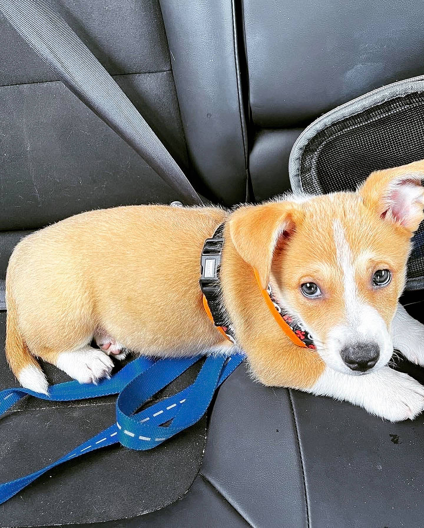 Yoshi is registered to the contest to win money with this photo: auto_part, canidae, car, car_seat, car_seat_cover, carnivore, collar, companion_dog, dog, dog_breed, dog_collar, dog_supply, fawn, fur, leash, snout, sporting_group, vehicle, vehicle_door, working_animal