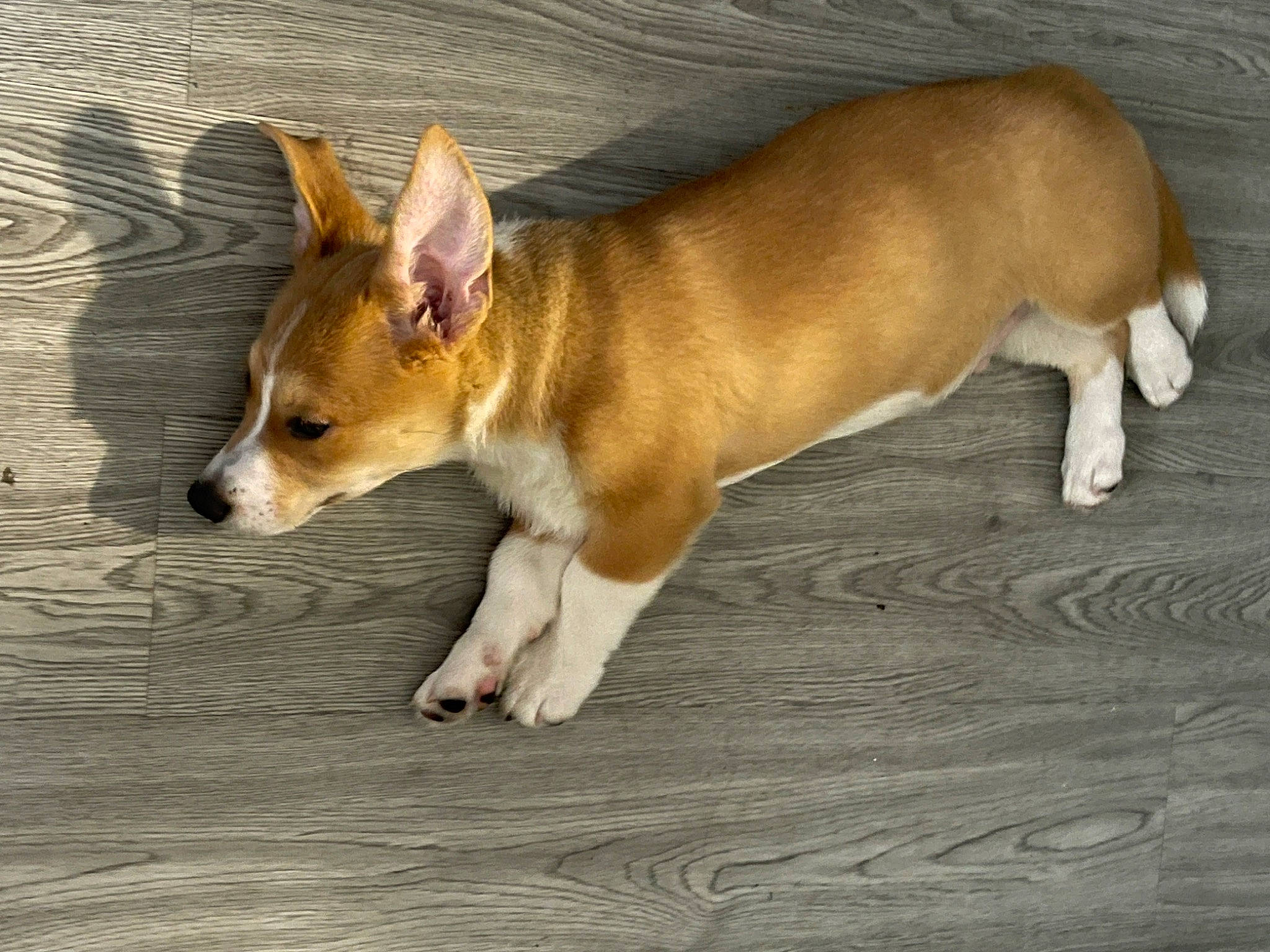 Yoshi joined the competition — help win amazing prizes! ancient_dog_breeds, balance, canidae, carnivore, companion_dog, dog, dog_breed, fawn, fur, hound, hunting_dog, non_sporting_group, snout, sporting_group, tail, terrestrial_animal, whiskers, wildlife, wood