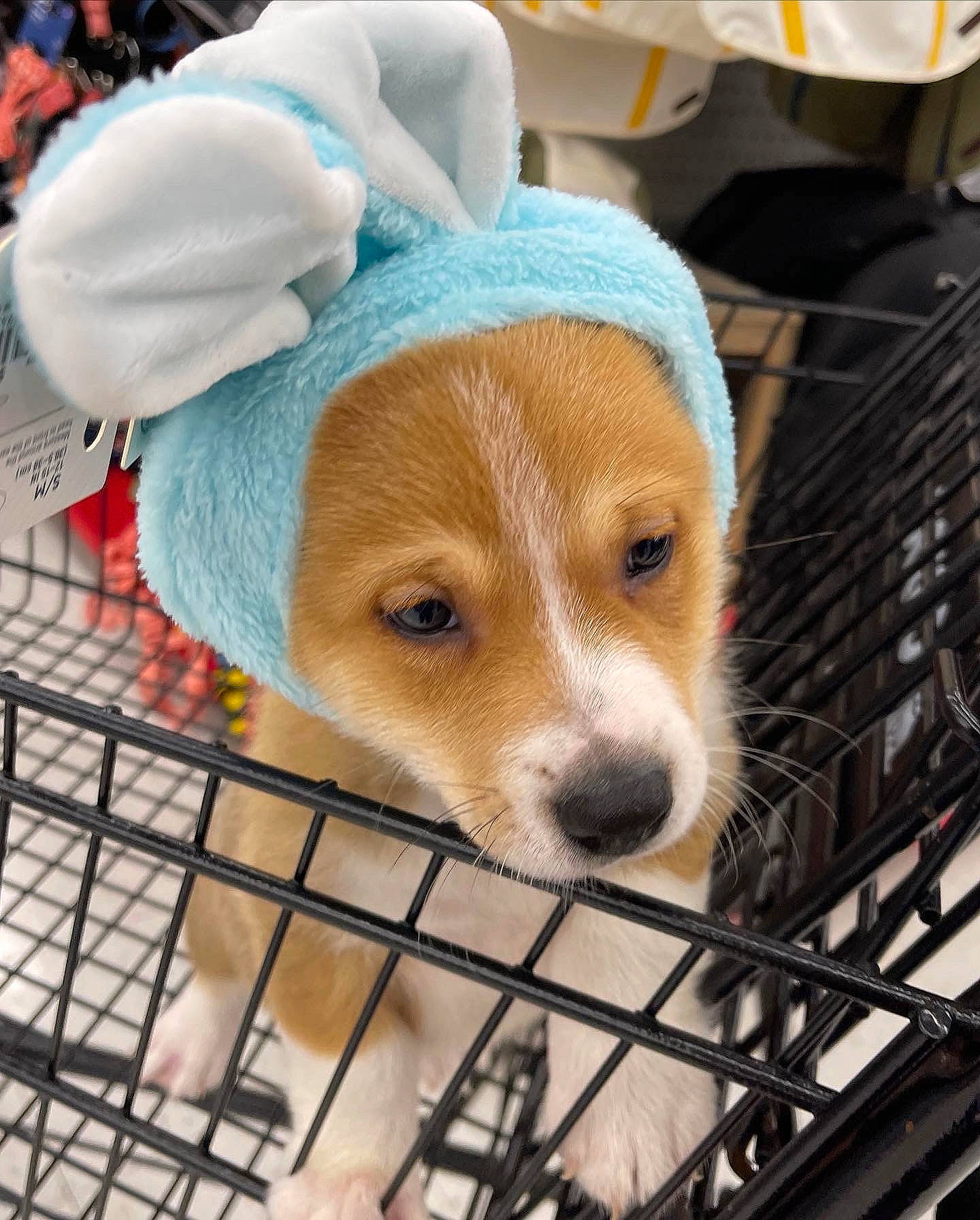 Yoshi joined the competition — help win amazing prizes! animal_shelter, canidae, cap, carnivore, companion_dog, dog, dog_breed, dog_clothes, dog_crate, dog_supply, fawn, fur, hat, kennel, pet_supply, service, snout, sporting_group, whiskers, working_animal