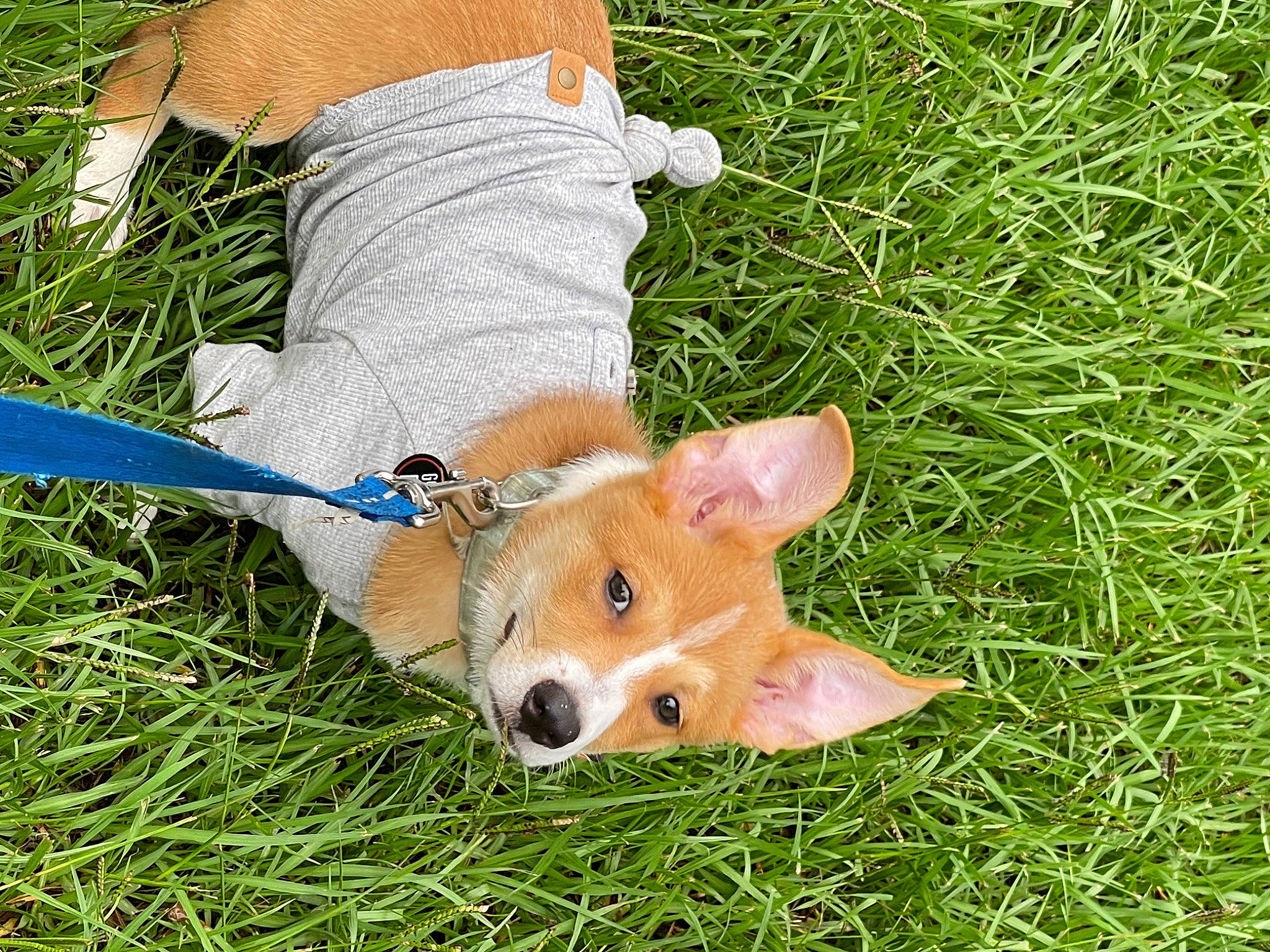 Yoshi is registered to the contest to win money with this photo: canidae, carnivore, chair, companion_dog, dog, dog_breed, fawn, fox, grass, grass_family, grassland, groundcover, lawn, pasture, people_in_nature, plant, sporting_group, tail, terrestrial_animal, working_animal