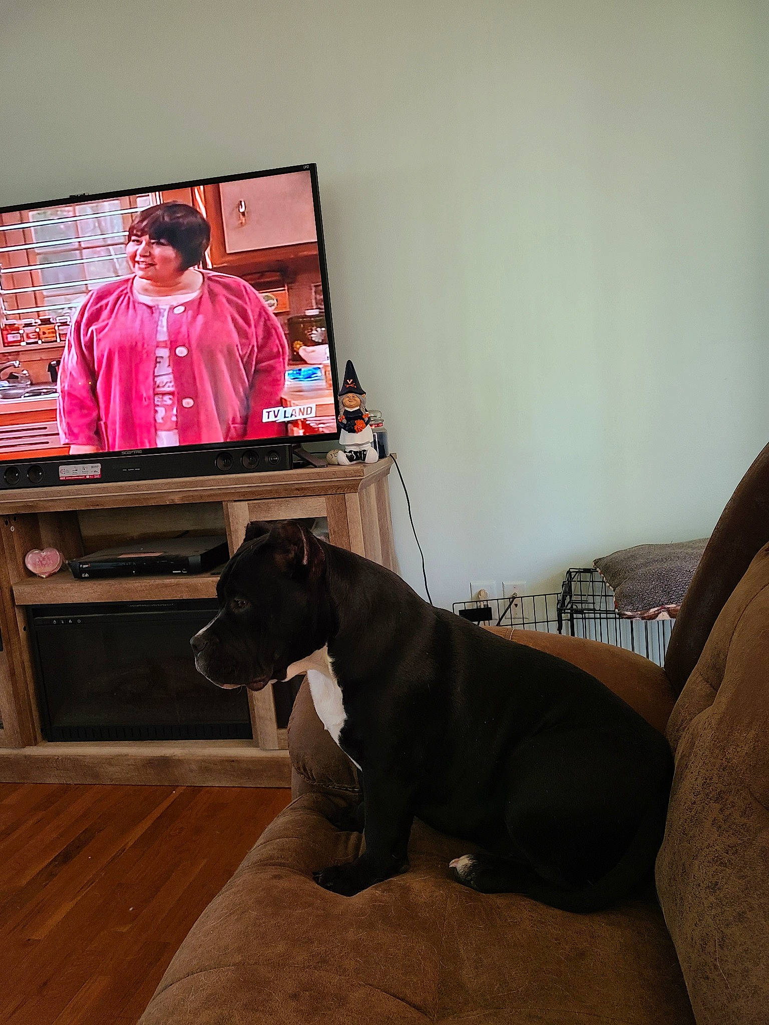 Princessa joined the competition — help win amazing prizes! american_pit_bull_terrier, canidae, carnivore, dog, dog_breed, fawn, floor, flooring, furniture, great_dane, guard_dog, non_sporting_group, sitting, sporting_group