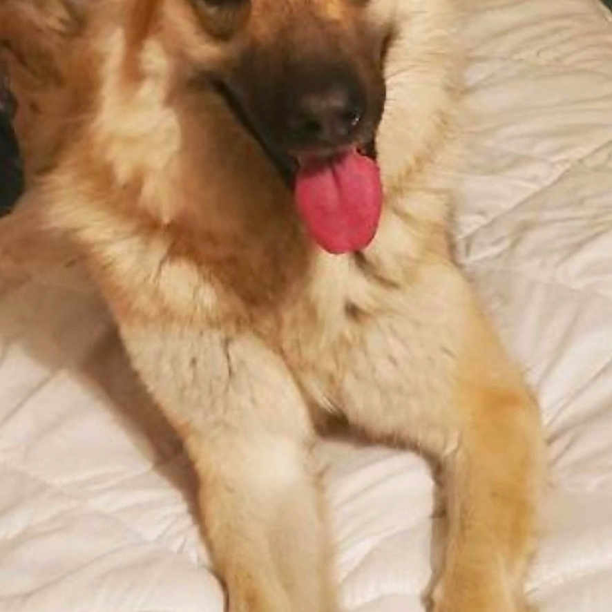 Fluffy joined the competition — help win amazing prizes! animal, bed, cat, companions, cozy, cute, cute_animals, dog, ears_up, friendly, furry, german_shepherd, home, indoor, pet, relaxed, resting, sleepy_cat, tongue_out, white_bedspread