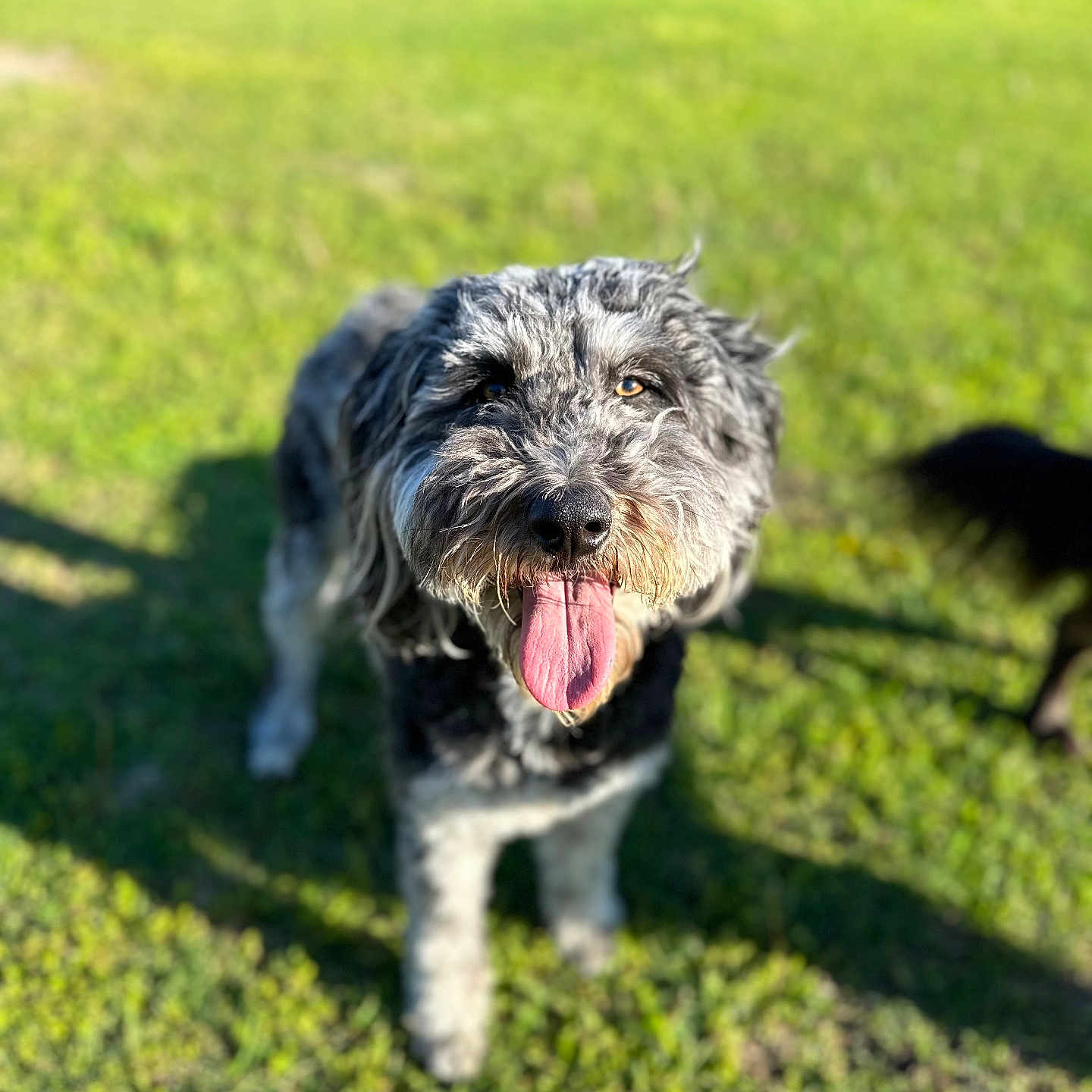 Khloe joined the competition — help win amazing prizes! affenpinscher, animal, ball, bodypart, canine, dog, field, grass, grassland, lawn, mouth, nature, outdoors, person, pet, plant, poodle, puppy, terrier, tongue