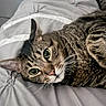 cat, tabby_cat, feline, pet, animal, face, eyes, whiskers, fur, striped_fur, brown, gray, pink_nose, close_up, lying_down, bed, bedding, indoors, portrait, photography