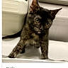 cat, kitten, dark_fur, black_cat, tortoiseshell, green_eyes, large_ears, whiskers, standing, curious, portrait, pet, animal, indoor, box, cardboard, white_background, close_up, cute, fifi