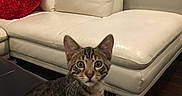 Da joined the competition — help win amazing prizes! cat, kitten, tabby, pet, animal, sitting, wide_eyes, portrait, indoors, living_room, sofa, ottoman, furniture, white_couch, red_pillow, window, hardwood_floor, rug, magazine, cozy