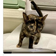 Da is registered to the contest to win money with this photo: cat, kitten, tortoiseshell, animal, pet, feline, golden_eyes, standing, tail, ears, fur, portrait, close_up, indoors, carrier, veterinary, white_pad, plastic, cute, raya