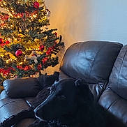 Mona participe au concours pour gagner de l'argent avec cette photo : animal, black_dog, calm, christmas_lights, christmas_tree, couch, cozy, decorations, dog, festive, furniture, holiday, holiday_season, indoor, leather_couch, living_room, ornaments, pet, relaxing, soft_lighting