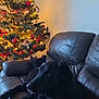 animal, black_dog, calm, christmas_lights, christmas_tree, couch, cozy, decorations, dog, festive, furniture, holiday, holiday_season, indoor, leather_couch, living_room, ornaments, pet, relaxing, soft_lighting