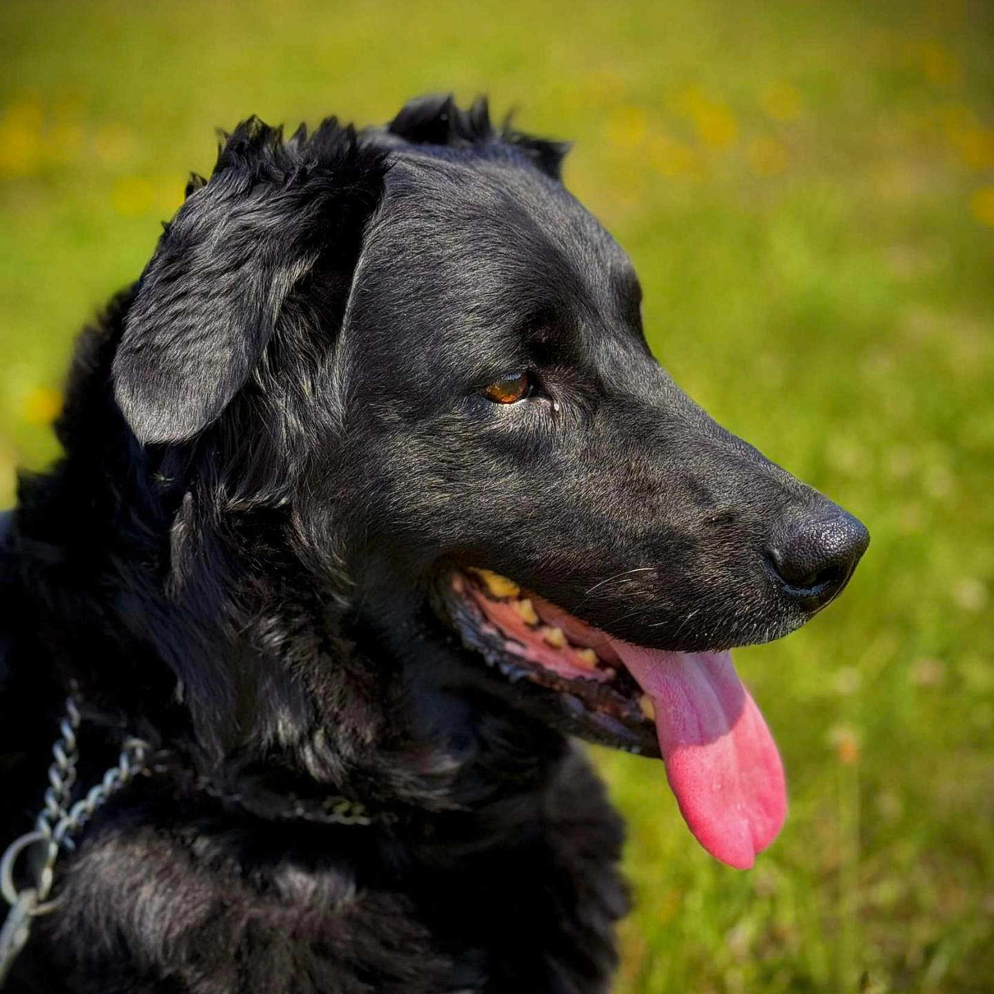 Mona participe au concours pour gagner de l'argent avec cette photo : animal, black_dog, canine, closeup, daylight, dog, ears, field, fur, grass, happy, mouth, nature, nose, outdoor, pet, portrait, side_profile, sunny, tongue_out