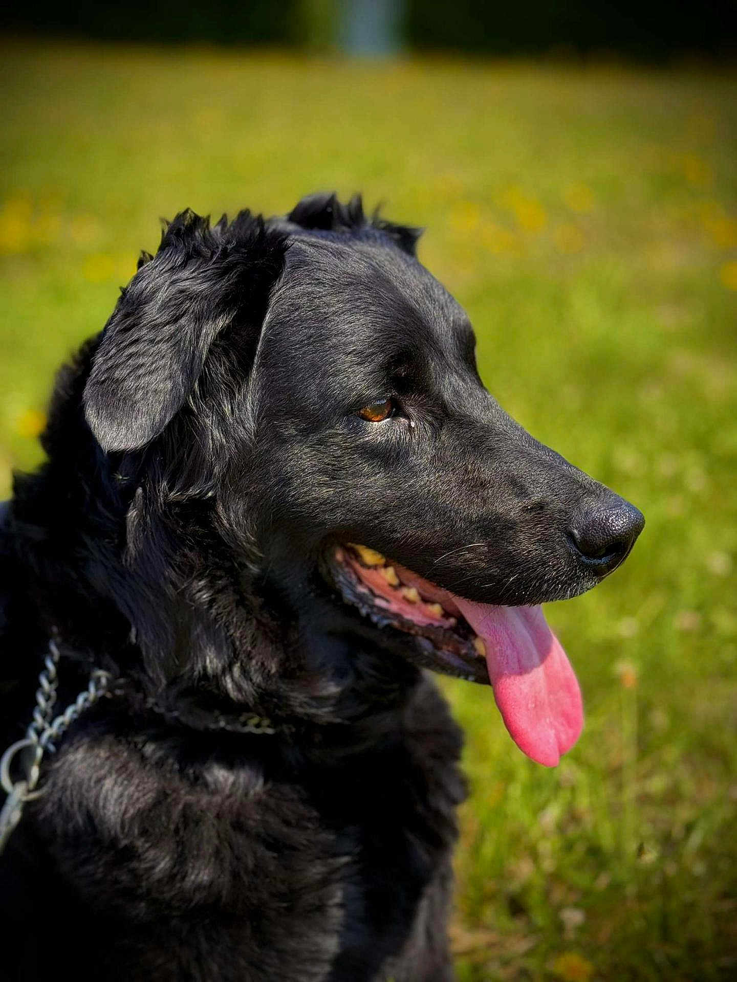 Mona participe au concours pour gagner de l'argent avec cette photo : dog, black_dog, tongue_out, side_profile, outdoor, grass, sunny, pet, canine, happy, nature, animal, fur, ears, mouth, nose, daylight, field, closeup, portrait