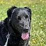 dog, black_dog, tongue_out, outdoor, grass, field, flowers, sunny, pet, canine, leash, close_up, animal, nature, relaxed, summer, daylight, portrait, fur, happy