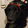 dog, black_dog, pet, animal, indoor, carpet, festive, holiday, headband, santa_hat, accessory, floor, slipper, cute, ears, lying_down, closeup, domestic_animal, looking_up, spring