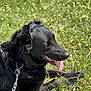 dog, black_dog, grass, leash, outdoor, sunny, pet, canine, tongue_out, animal, nature, field, resting, summer, happy, fur, collar, chain, daytime, closeup