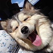 Willow joined the competition — help win amazing prizes! dog, tongue_out, happy, fluffy, close_up, car_interior, sunlight, person, cap, window, sky, animal, pet, smiling, mouth_open, fur, face, inside, seat, relaxed