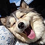 dog, tongue_out, happy, fluffy, close_up, car_interior, sunlight, person, cap, window, sky, animal, pet, smiling, mouth_open, fur, face, inside, seat, relaxed