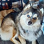 Willow is registered to the contest to win money with this photo: dog, blue_eyes, fluffy, couch, blanket, pet, indoor, fur, animal, relaxed, canine, portrait, home, comfortable, sitting, closeup, domestic_animal, cute, companion, furniture