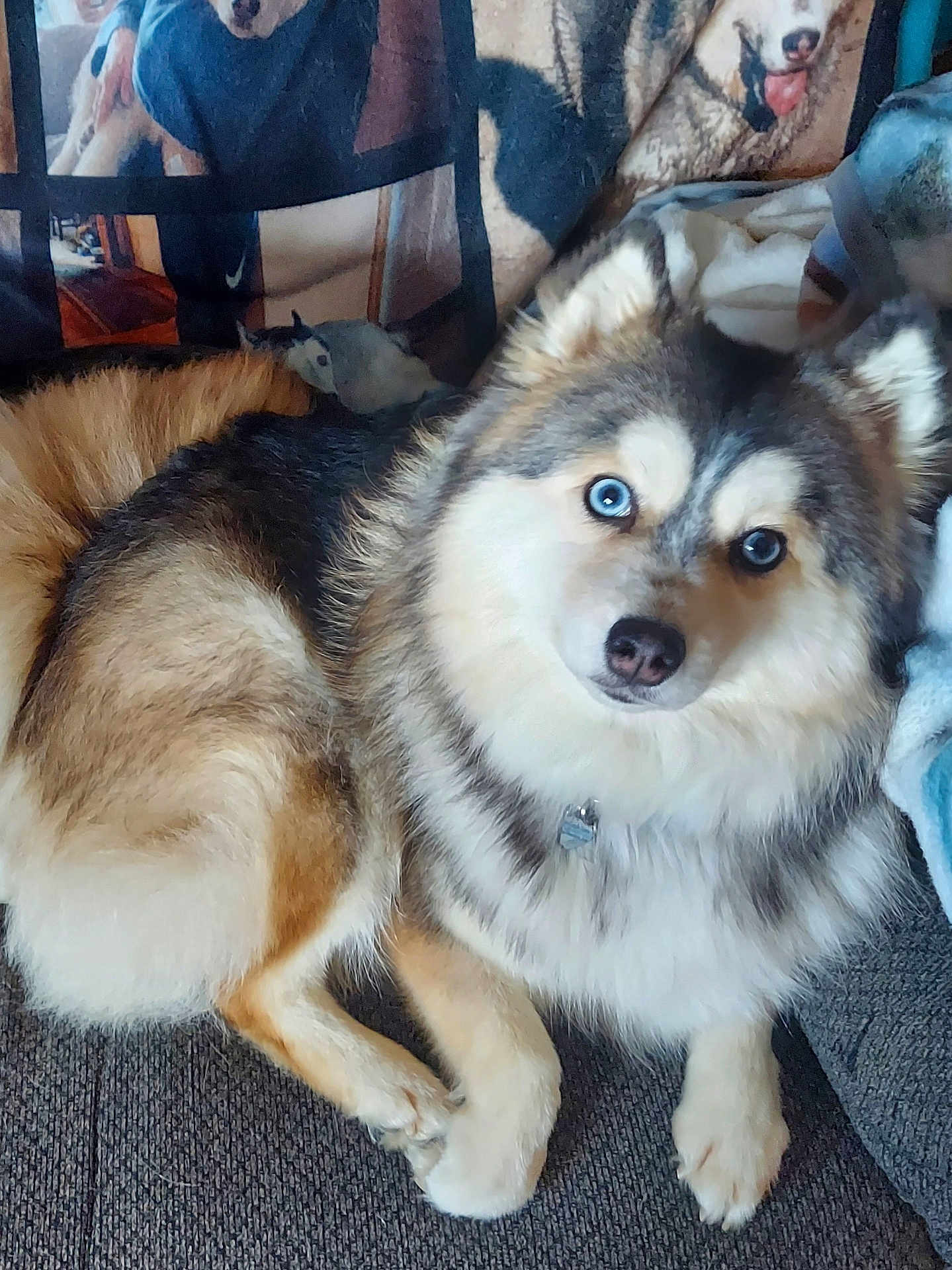 Willow is registered to the contest to win money with this photo: dog, blue_eyes, fluffy, couch, blanket, pet, indoor, fur, animal, relaxed, canine, portrait, home, comfortable, sitting, closeup, domestic_animal, cute, companion, furniture