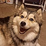 Willow joined the competition — help win amazing prizes! dog, husky, blue_eyes, happy, smiling, fluffy, carpet, indoor, chair, trash_bin, pet, animal, fur, canine, looking_up, cute, domestic, companion, friendly, household