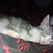 Nalla participe au concours pour gagner de l'argent avec cette photo : cat, kitten, sleeping, paw, fur, cozy, blanket, indoor, cute, peaceful, resting, animal, pet, whiskers, young_cat, striped, closed_eyes, pink_nose, soft, domestic_cat