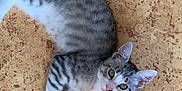 Nalla a rejoint le concours — aidez-le/la à gagner de superbes lots ! cat, tabby, kitten, white_paws, white_chest, floor, indoor, pet, animal, cute, curious, lying_down, looking_up, striped, young, whiskers, ears, tail, feline, domestic_cat