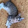cat, tabby, kitten, white_paws, white_chest, floor, indoor, pet, animal, cute, curious, lying_down, looking_up, striped, young, whiskers, ears, tail, feline, domestic_cat