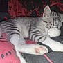 kitten, cat, sleeping, paw, fur, striped, cozy, blanket, red, black, pattern, cute, pet, animal, domestic, whiskers, resting, closeup, indoor, soft