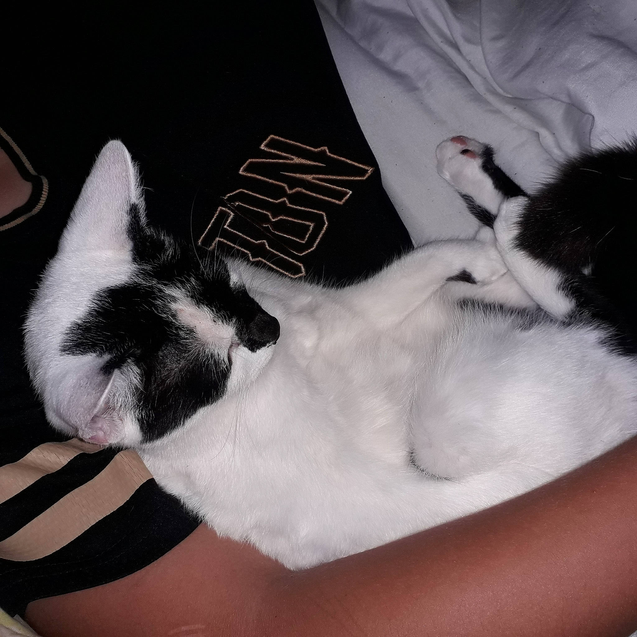 Chanelle a rejoint le concours — aidez-le/la à gagner de superbes lots ! arm, carnivore, cat, comfort, companion_dog, dog_breed, ear, elbow, felidae, finger, gesture, hand, lap, leg, nail, small_to_medium_sized_cats, snout, thigh, whiskers, wrist