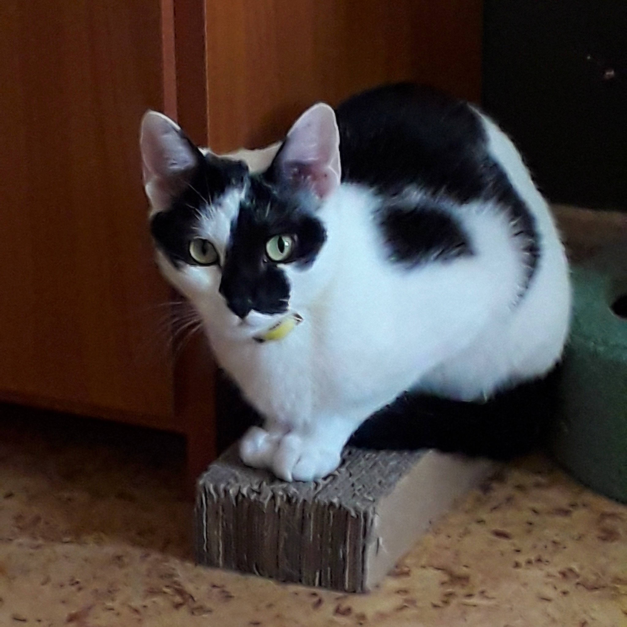 Chanelle participe au concours pour gagner de l'argent avec cette photo : box, carnivore, cat, cat_furniture, comfort, domestic_short_haired_cat, eye, felidae, fur, grey, hardwood, paw, pet_supply, sitting, small_to_medium_sized_cats, snout, tail, whiskers, wood