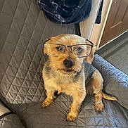 Bandit is registered to the contest to win money with this photo: dog, glasses, couch, pet, indoor, small_dog, furniture, quilted, brown_fur, black_fur, looking_up, cute, domestic_animal, sitting, home, cozy, portrait, animal, eyewear, curious