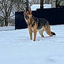 animal, canine, coyote, dog, fox, germanshepherd, nature, outdoors, pet, plant, policedog, puppy, snow, tree, winter, wolf, yard