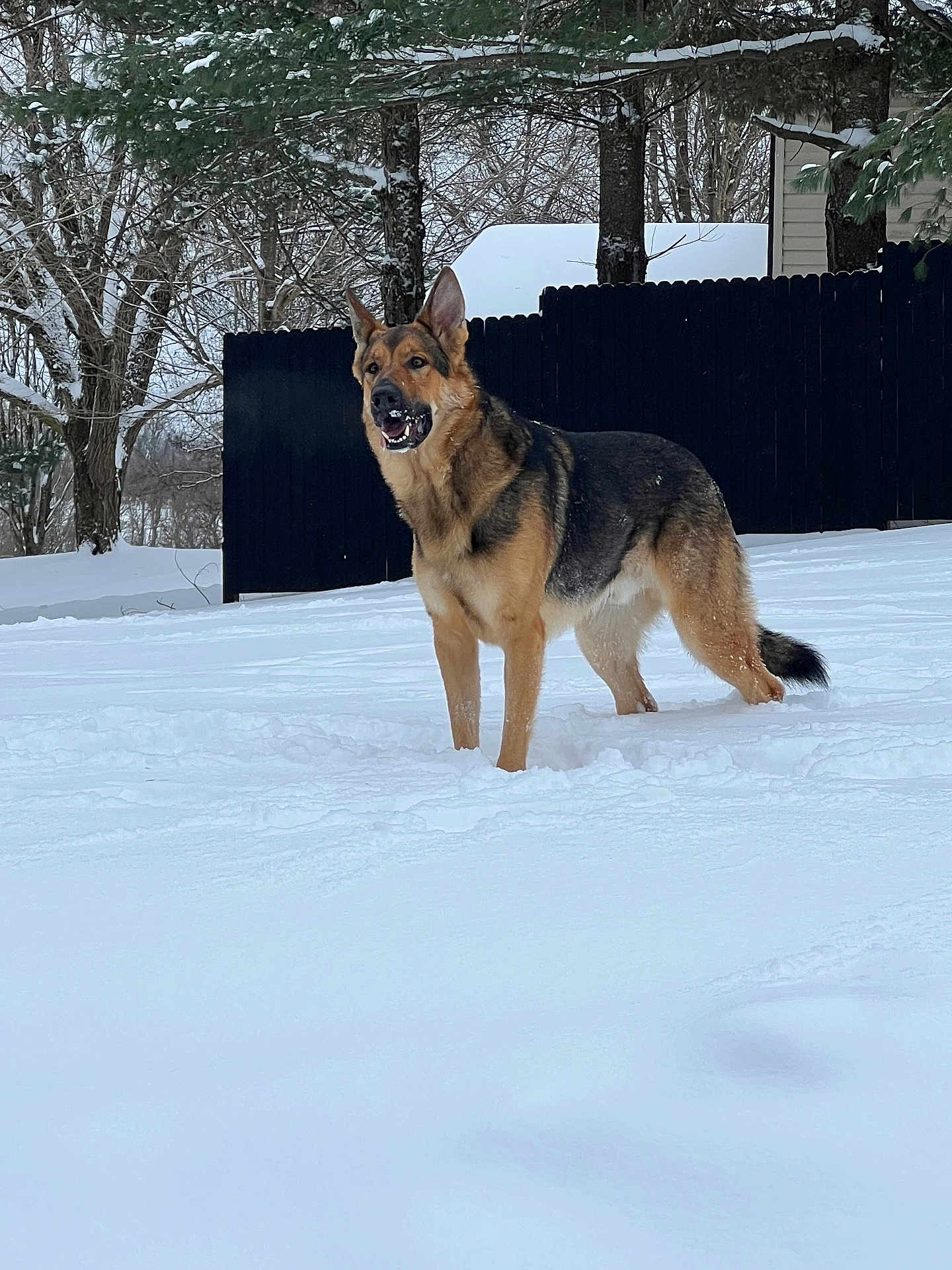 Judge joined the competition — help win amazing prizes! animal, canine, coyote, dog, fox, germanshepherd, nature, outdoors, pet, plant, policedog, puppy, snow, tree, winter, wolf, yard