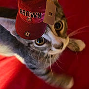 David joined the competition — help win amazing prizes! cat, kitten, hat, cap, brown_university, red, curious, wide_eyes, pet, animal, whiskers, indoor, playful, tag, closeup, feline, cute, blurred, red_background, accessory
