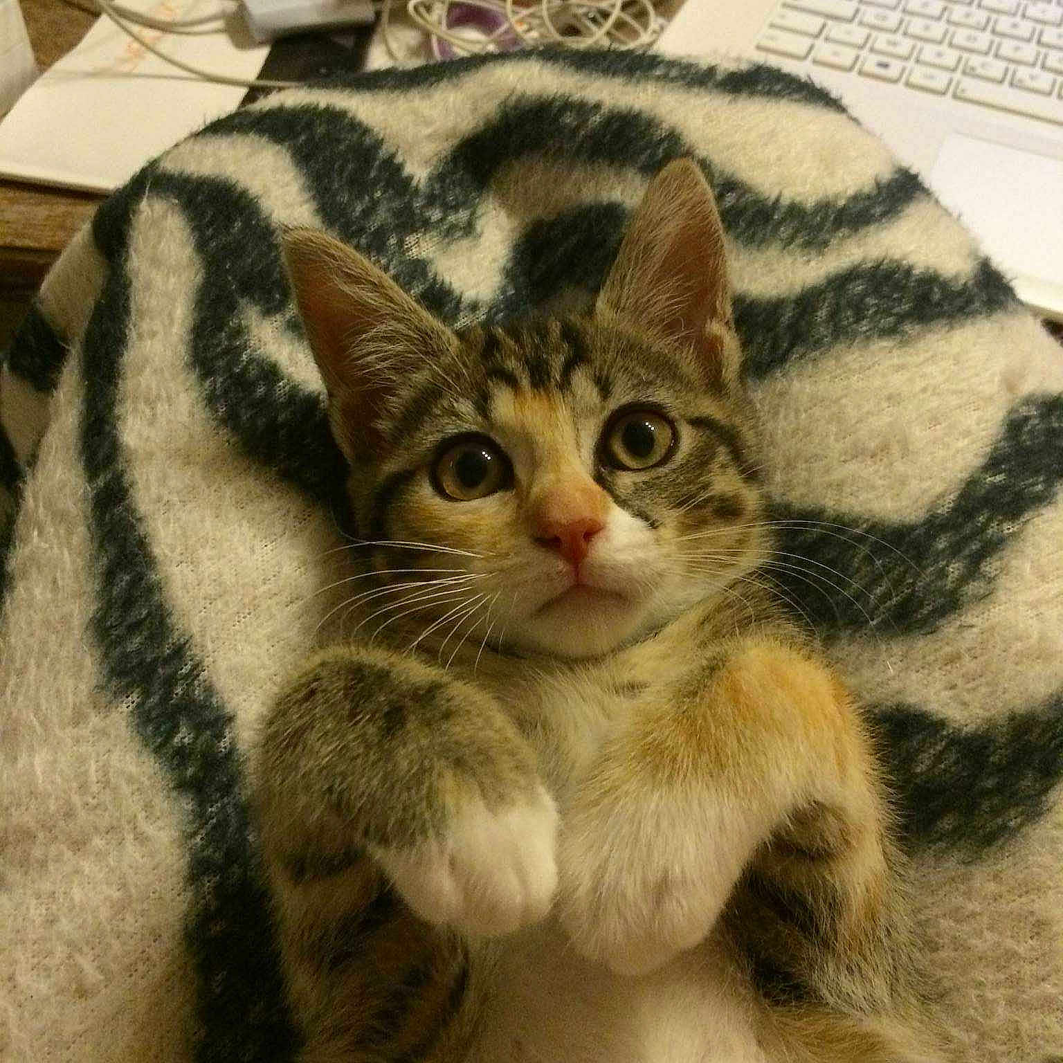 Titou