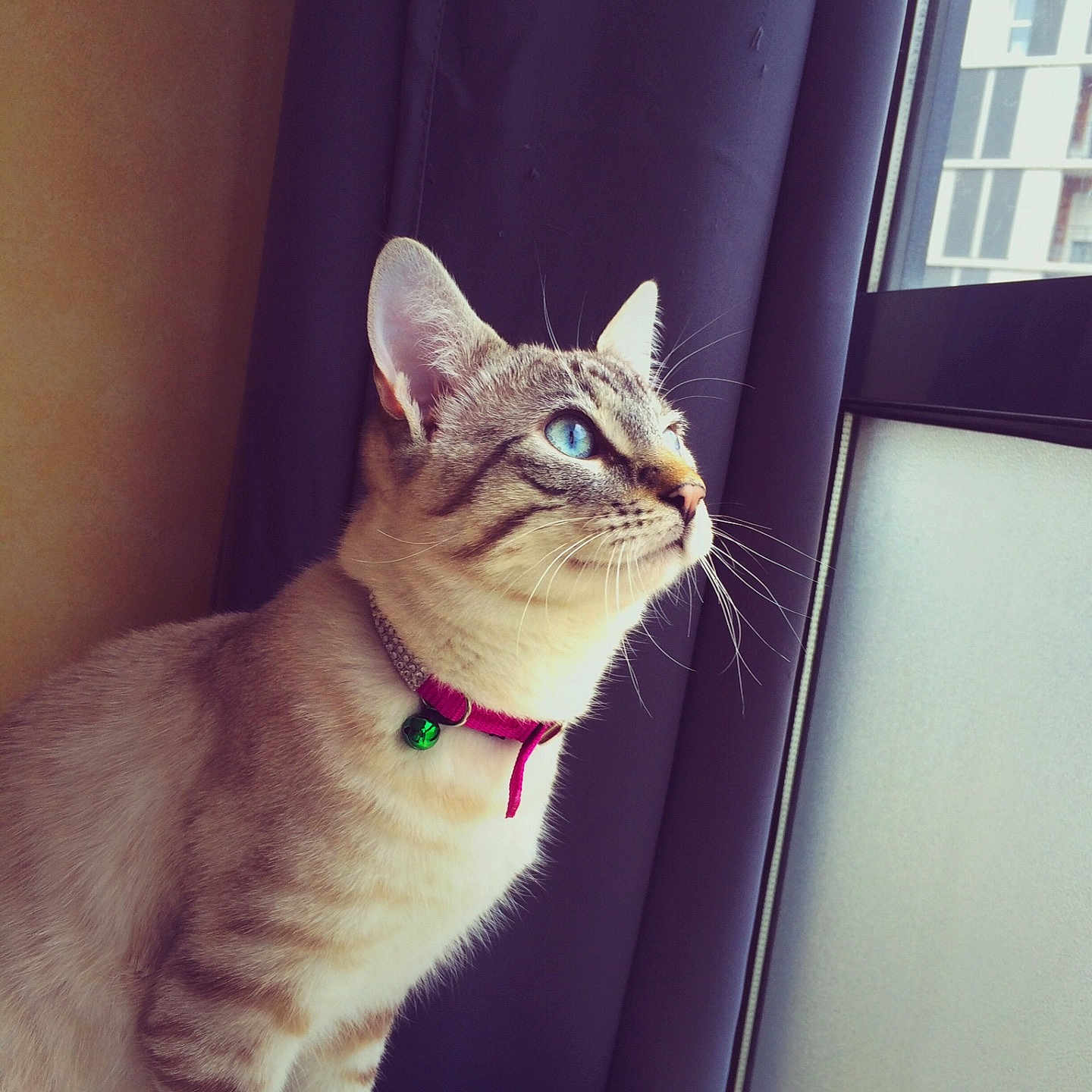 Tigrou