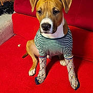 Jack participe au concours pour gagner de l'argent avec cette photo : dog, pet, socks, clothing, striped_shirt, red_couch, indoor, furniture, brown_dog, white_paws, cute, sitting, looking_down, cozy, wall, brick_wall, floor, animal, domestic_animal, house