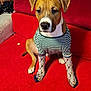 dog, pet, socks, clothing, striped_shirt, red_couch, indoor, furniture, brown_dog, white_paws, cute, sitting, looking_down, cozy, wall, brick_wall, floor, animal, domestic_animal, house