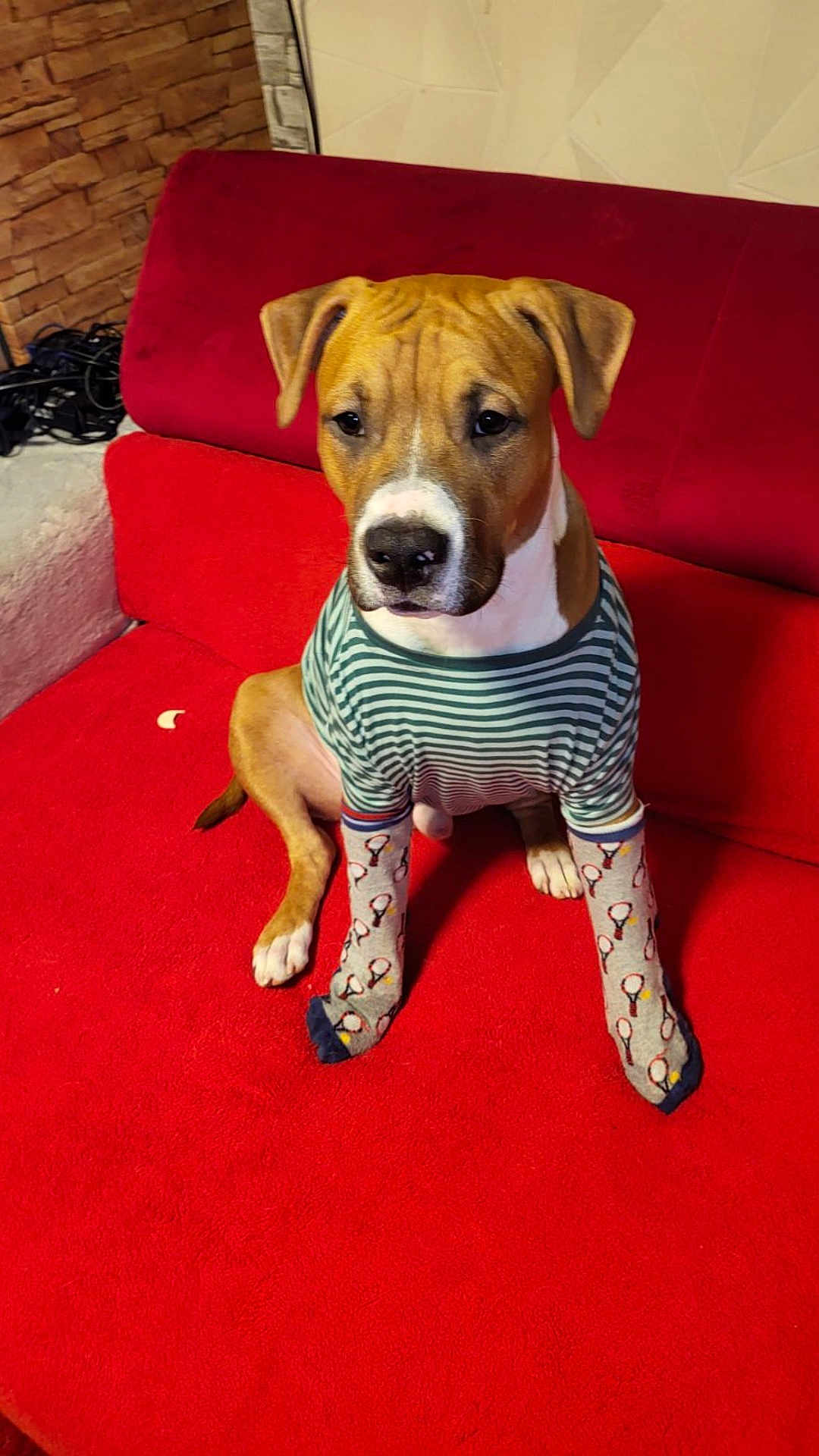 Jack participe au concours pour gagner de l'argent avec cette photo : dog, pet, socks, clothing, striped_shirt, red_couch, indoor, furniture, brown_dog, white_paws, cute, sitting, looking_down, cozy, wall, brick_wall, floor, animal, domestic_animal, house