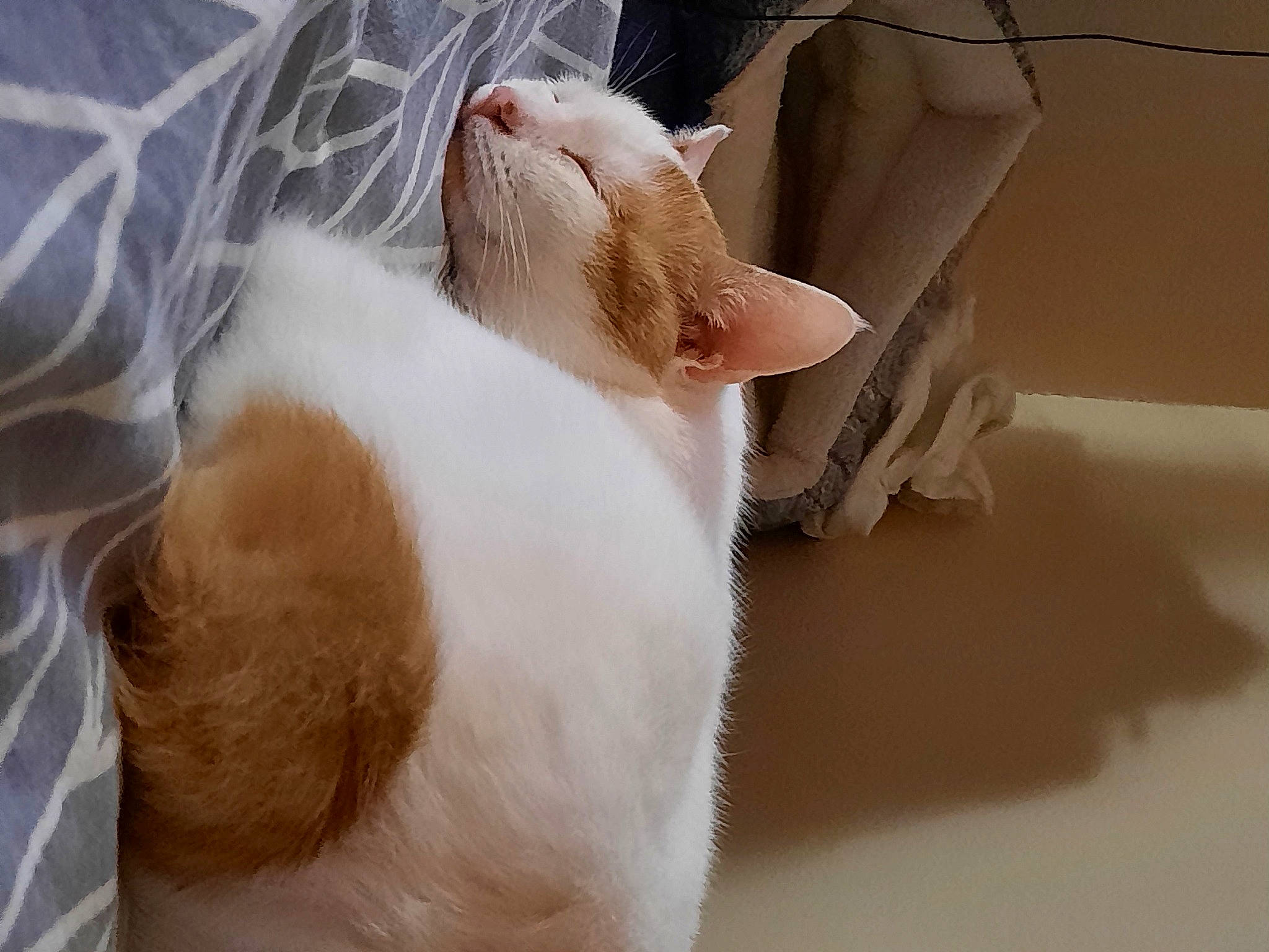 Finn is registered to the contest to win money with this photo: canidae, carnivore, cat, claw, comfort, domestic_short_haired_cat, ear, eyelash, fawn, felidae, fur, gesture, human_leg, nail, paw, small_to_medium_sized_cats, snout, tail, whiskers, wool