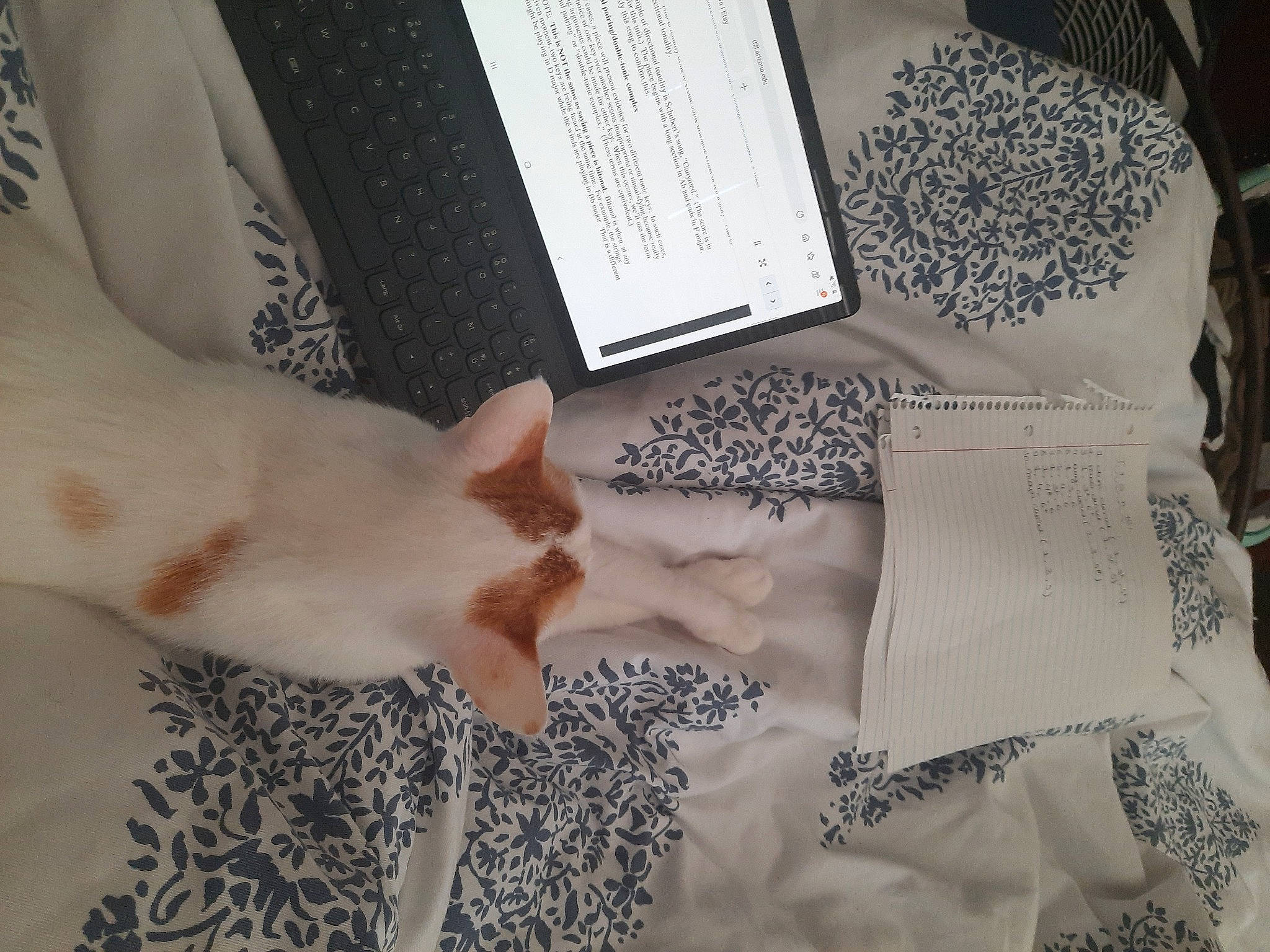 Finn is registered to the contest to win money with this photo: art, comfort, fawn, felidae, finger, foot, fur, gesture, hand, human_leg, linens, nail, pattern, small_to_medium_sized_cats, tail, textile, thumb, whiskers, wood, wrist