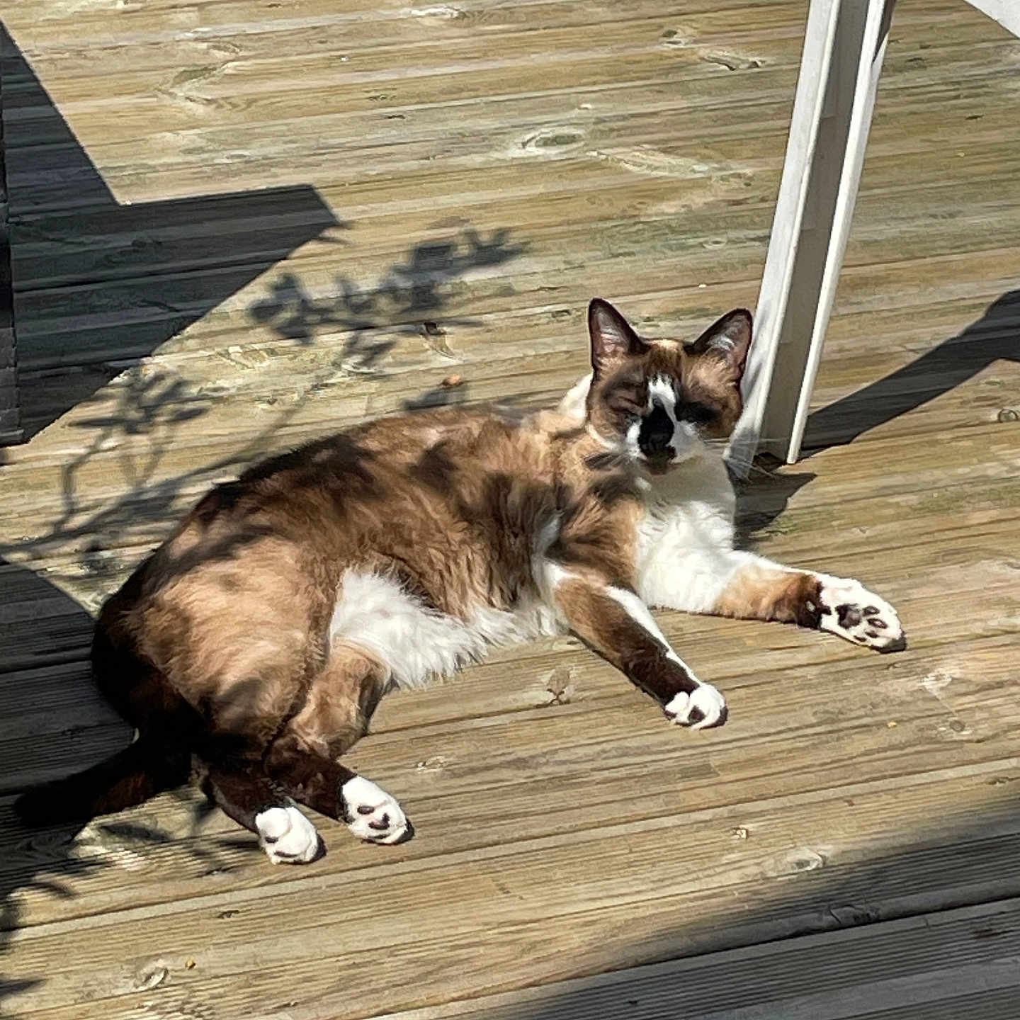 Sunny participe au concours pour gagner de l'argent avec cette photo : animal, brown_and_white, cat, chair, daylight, domestic_cat, feline, fur, nature_shadow, outdoor, paws, pet, quiet, relaxed, resting, serene, shadow, summer, sunlight, wooden_deck