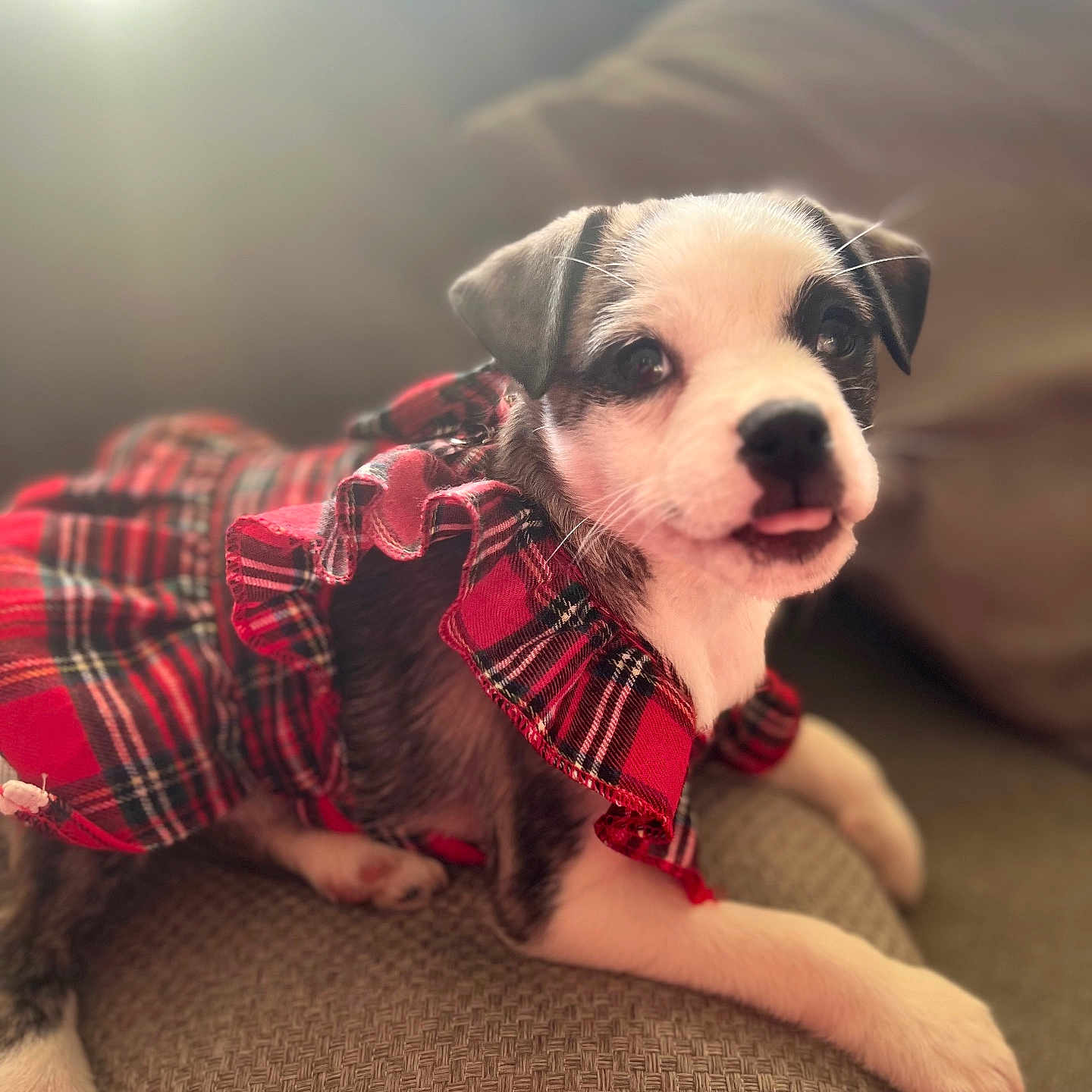 Hazel joined the competition — help win amazing prizes! adorable, animal, couch, cozy, cute, dog, domestic_animal, fur, indoor, lying_down, pet, plaid, playful, puppy, red_clothing, small_dog, sunlight, texture, tongue_out, young_dog